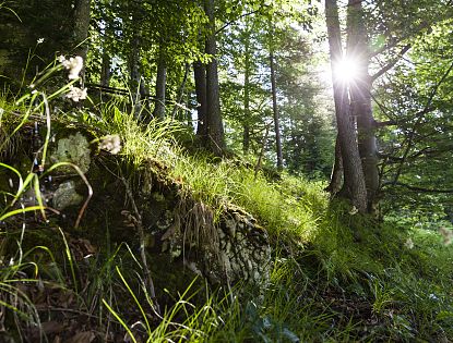 Waldtherapie