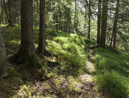 Forest therapy